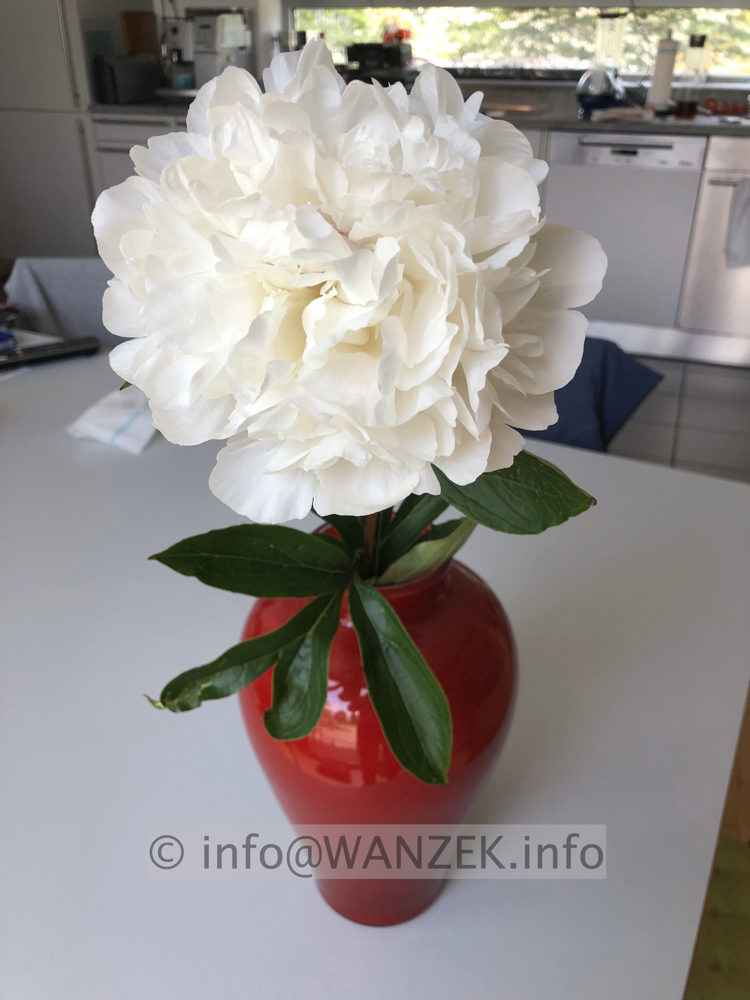 Paeonia officinalis Alba Plena 01 in Vase.jpg